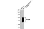 FSTL1 Antibody in Western Blot (WB)