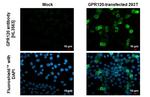 GPR120 Antibody in Immunocytochemistry (ICC/IF)