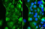 RAI3 Recombinant Rabbit Monoclonal Antibody (HL3393)