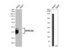 RAI3 Antibody in Western Blot (WB)