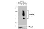 RAI3 Antibody in Western Blot (WB)