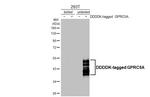 RAI3 Antibody in Western Blot (WB)