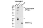 RAI3 Antibody in Western Blot (WB)