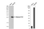 Histone 1F0 Antibody in Western Blot (WB)