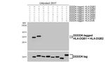 HLA-DQ Antibody in Western Blot (WB)