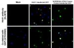 HTRA1 Antibody in Immunohistochemistry (Paraffin) (IHC (P))