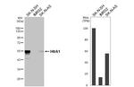 HTRA1 Antibody in Western Blot (WB)