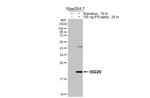 ISG20 Recombinant Rabbit Monoclonal Antibody (HL3578)
