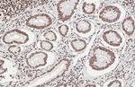 Lamin B1 Antibody in Immunohistochemistry (Paraffin) (IHC (P))