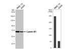 Lamin B1 Antibody in Western Blot (WB)