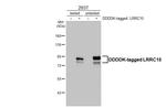 LRRC15 Antibody in Western Blot (WB)