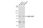 KDM1B Recombinant Rabbit Monoclonal Antibody (HL3729)