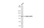 KDM1B Antibody in Western Blot (WB)