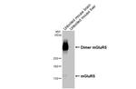 mGluR5 Antibody in Western Blot (WB)