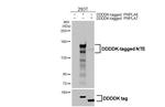 NTE Antibody in Western Blot (WB)