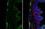 PGP9.5 Antibody in Immunohistochemistry (Frozen) (IHC (F))