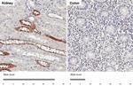 PGP9.5 Antibody in Immunohistochemistry (Paraffin) (IHC (P))