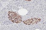 PGP9.5 Antibody in Immunohistochemistry (Paraffin) (IHC (P))