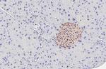 PGP9.5 Antibody in Immunohistochemistry (Paraffin) (IHC (P))
