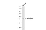 PHACTR1 Antibody in Western Blot (WB)