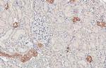 PHACTR1 Antibody in Immunohistochemistry (Paraffin) (IHC (P))