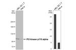 PIK3CA Antibody in Western Blot (WB)