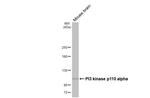 PIK3CA Antibody in Western Blot (WB)