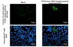 Porcine Circovirus Type 2 Capsid Recombinant Rabbit Monoclonal Antibody (HL3526)