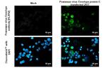 Powassan Virus Envelope (Strain#LB) Antibody in Immunocytochemistry (ICC/IF)