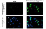 Powassan Virus Envelope (Strain#LB) Recombinant Rabbit Monoclonal Antibody (HL2957)