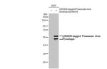 Powassan Virus Envelope (Strain#LB) Antibody in Western Blot (WB)