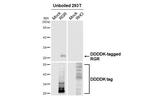 RGR Antibody in Western Blot (WB)