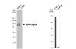 SIRP alpha Recombinant Rabbit Monoclonal Antibody (HL3149)