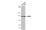 SMG6 Antibody in Western Blot (WB)