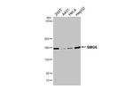 SMG6 Recombinant Rabbit Monoclonal Antibody (HL3274)