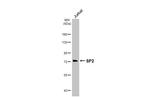SP2 Antibody in Western Blot (WB)