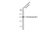 Thrombospondin 1 Antibody in Western Blot (WB)