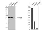 UCHL3 Recombinant Rabbit Monoclonal Antibody (HL3564)
