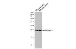UCHL3 Antibody in Western Blot (WB)