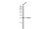 UCHL3 Antibody in Western Blot (WB)