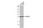 UCHL3 Antibody in Western Blot (WB)