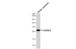 UCHL3 Antibody in Western Blot (WB)