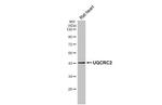 UQCRC2 Antibody in Western Blot (WB)