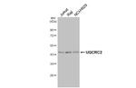 UQCRC2 Antibody in Western Blot (WB)
