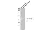 UQCRC2 Antibody in Western Blot (WB)