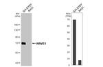 WAVE1 Antibody in Western Blot (WB)