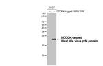West Nile Virus prM Protein Recombinant Rabbit Monoclonal Antibody (HL3500)