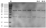 Ara H1 Recombinant Mouse Monoclonal Antibody (9C1)