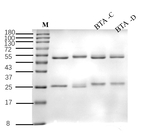 Clostridium botulinum Toxin A Recombinant Mouse Monoclonal Antibody (1G4)