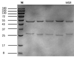 Metsulfuron methyl Recombinant Mouse Monoclonal Antibody (5G11)